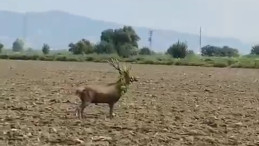 Davetsiz misafir bütün güzelliği ile görüntülendi..